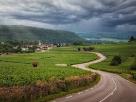 Itinerari cicloturistici per famiglie nei vigneti naturali