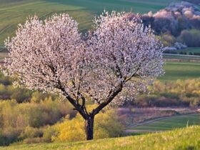 Come affrontare un colloquio di lavoro in un'altra lingua