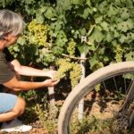 Itinerari cicloturistici con soste storiche nei vigneti