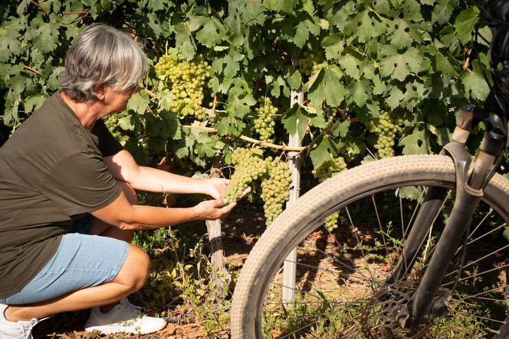 Itinerari cicloturistici con soste storiche nei vigneti