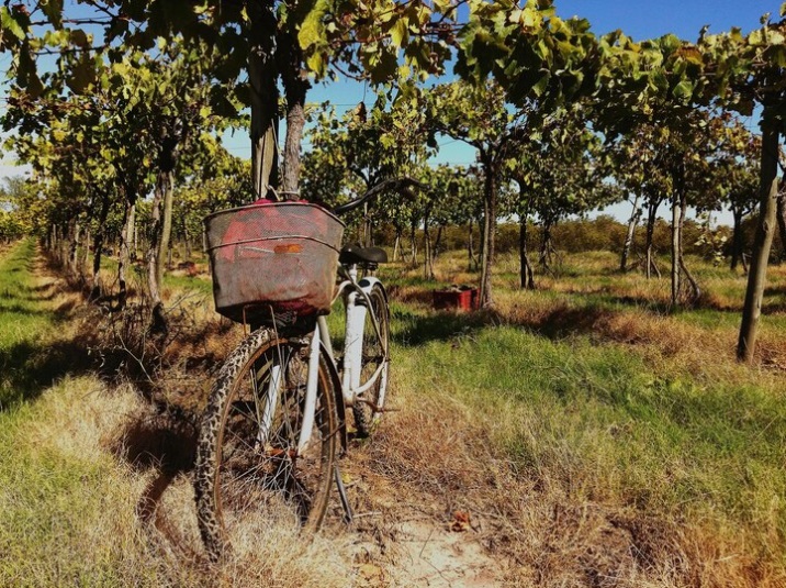 Tour ciclistici con soste enogastronomiche nei vigneti storici