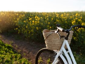 Noleggio bici per percorsi nei vigneti naturali