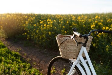 Noleggio bici per percorsi nei vigneti naturali