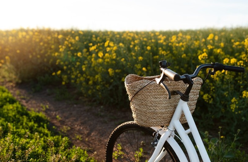 Noleggio bici per percorsi nei vigneti naturali