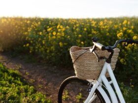 Tour ciclistici con degustazioni nei vigneti naturali