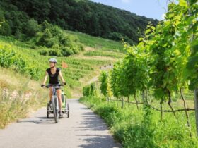 Tour ciclistici con degustazioni nei vigneti naturali