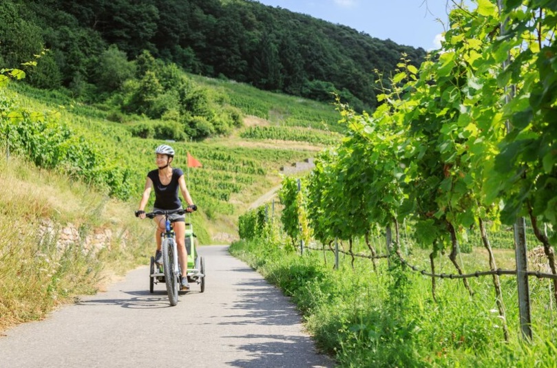 Tour ciclistici con degustazioni nei vigneti naturali