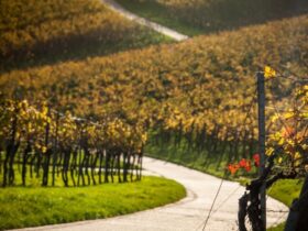 Noleggio bici per escursioni nei vigneti storici