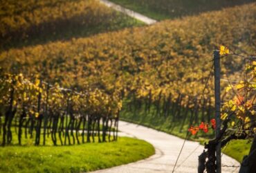 Noleggio bici per escursioni nei vigneti storici