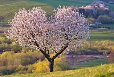 Come prepararsi per un colloquio con un panel