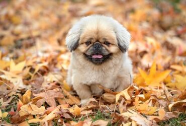 Come rendere speciale un voucher in quad per chi ama la natura