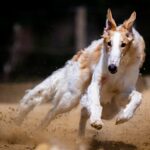 Percorsi alternativi in quad nel Chianti che pochi conoscono